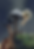 Untitled_Artwork.png