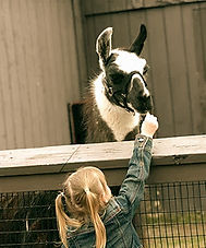 bd0859_d512381cc2a743dcbcda95df65cda4fe_