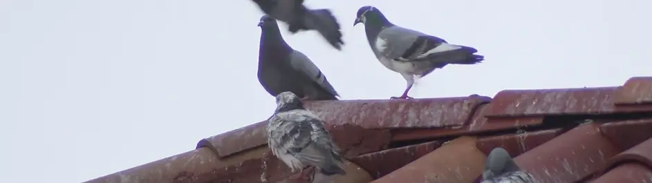 pigeon.webp