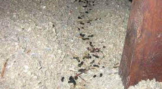 Rodent waste contamination in attic insulation