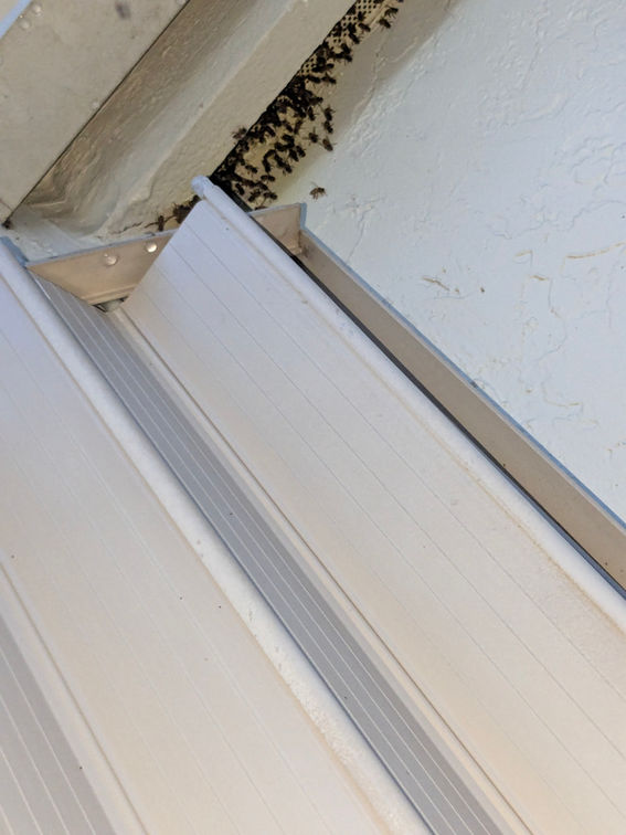 Bees near attic requiring professional removal