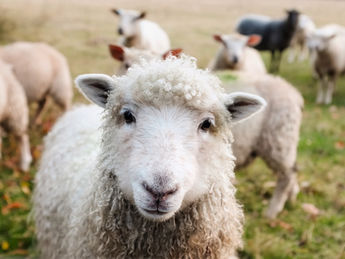 A Sheepish Story