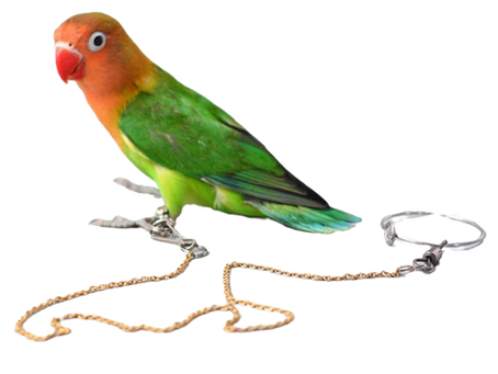 Are Leg Tethers Safe for Parrots?