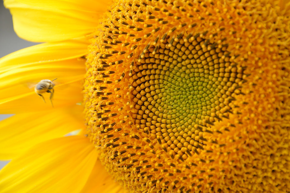 Sunflower and bee