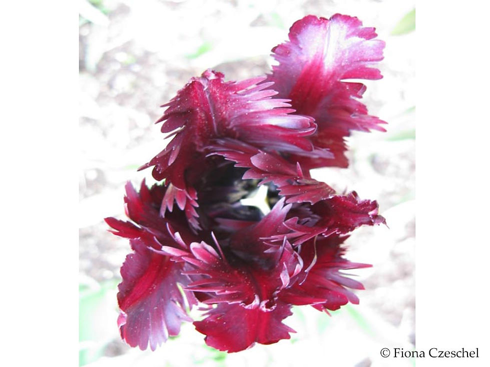 Tulip