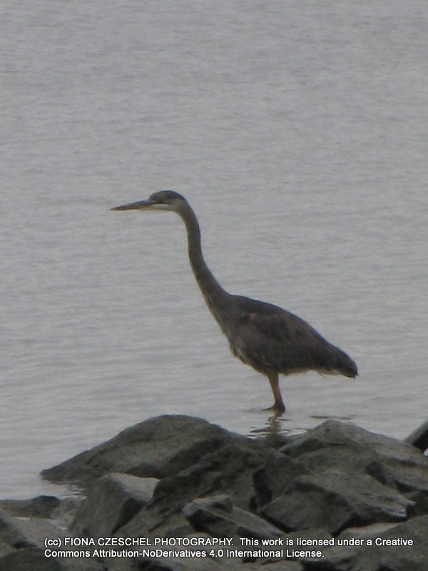Fisherman