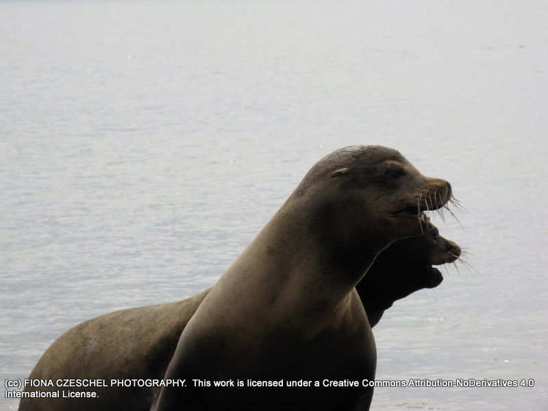Sea Lion