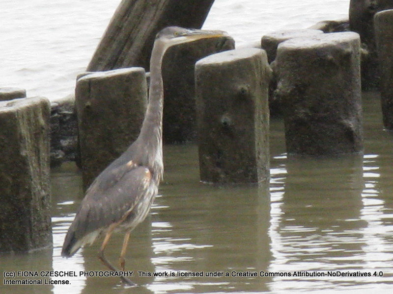 Blue Heron