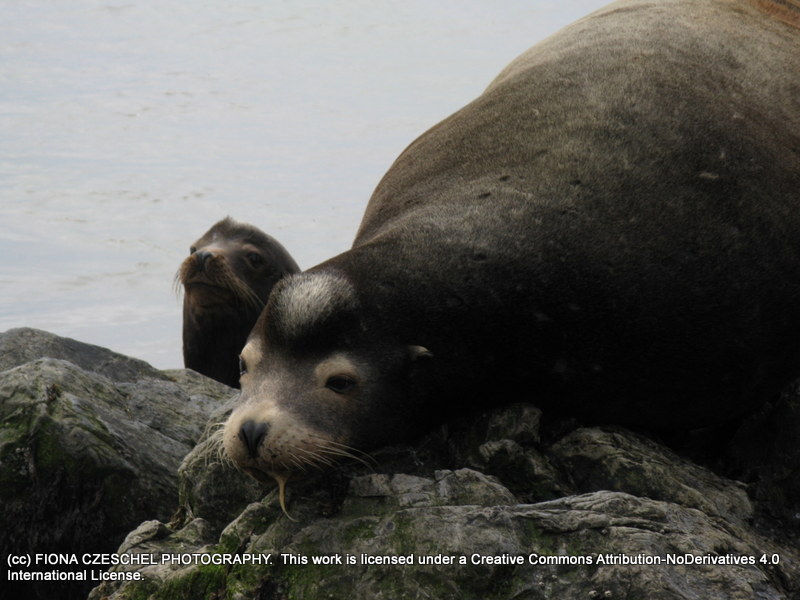 Californian Sea Lion