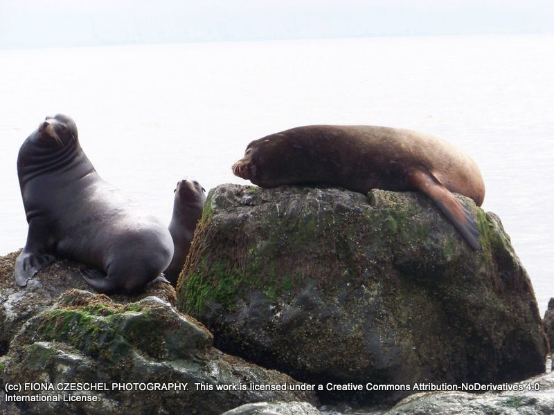 Sea Lion