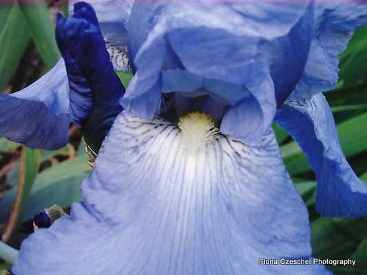 Bearded Iris