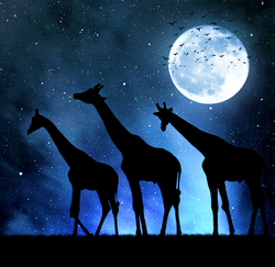 Giraffes' silhouette in the moonlight