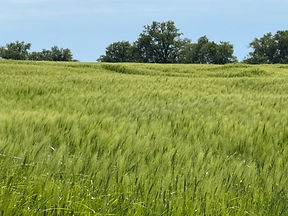 Exploitation en majorité céréale de 100 ha dans l'Indre