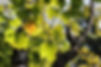 leaves photo.JPG