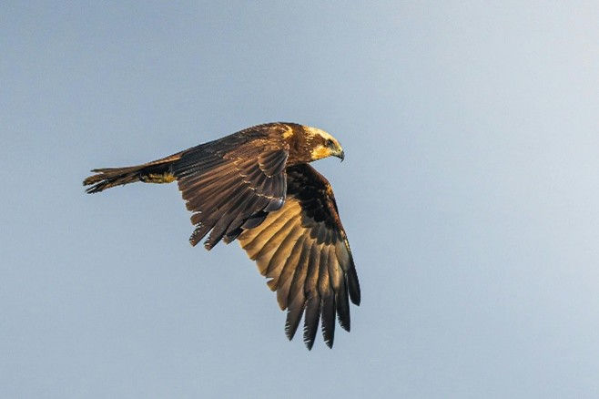 A Marsh Harrier soars through a clear blue sky with wings spread wide, showcasing light and dark feather patterns, creating a serene mood.