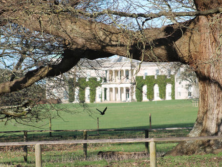 Goodwood house seen from the shelter of an ancient oak tree with a crow flying away.