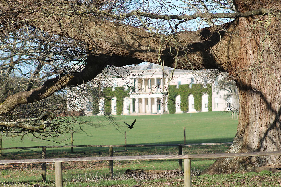 Goodwood House from behind an Ancient Oak