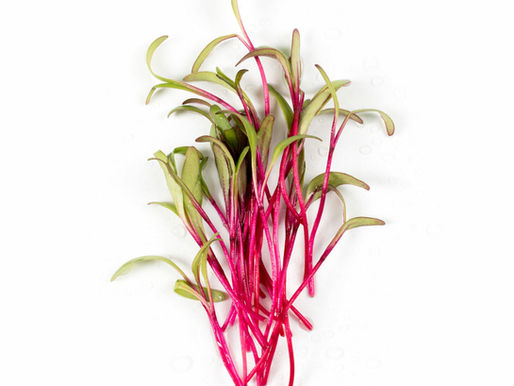 Beet Microgreens: Tiny Leaves, Massive Health Benefits for Indian Lifestyles