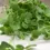 Thumbnail: kale microgreen