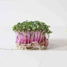 The Superfood Revolution: Exploring Microgreens and Their Role in the Indian Diet