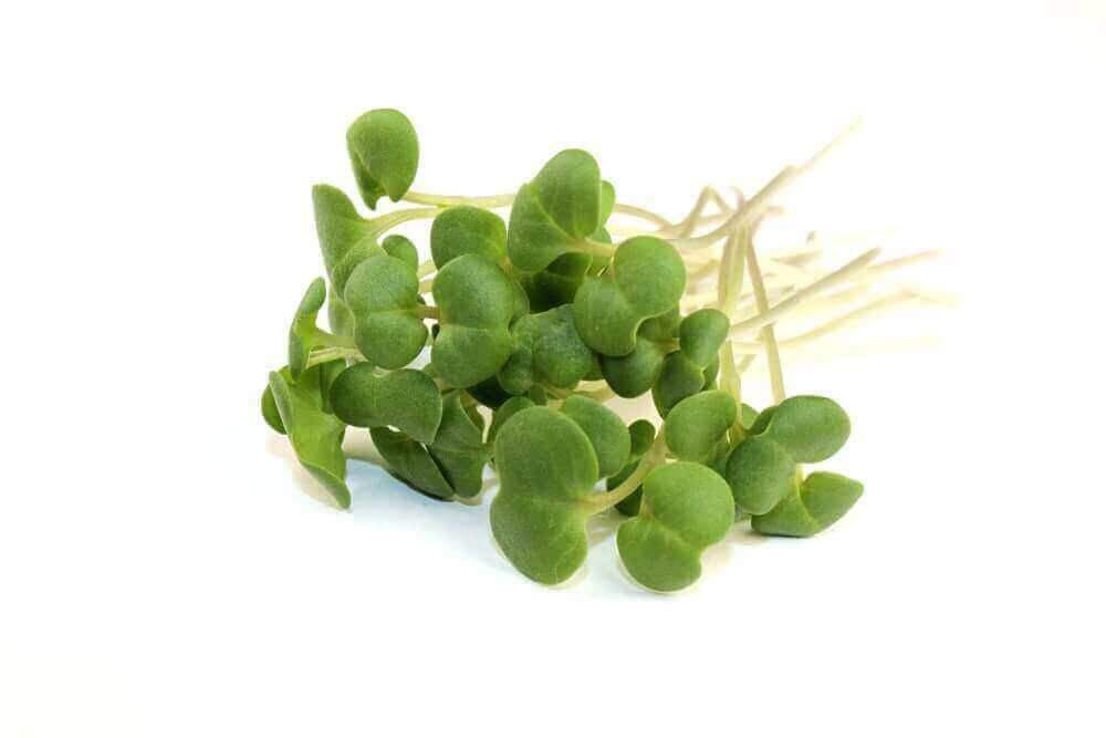 Turnip Purple Microgreen Seeds