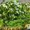 Thumbnail: Green Mustard Microgreen Seed