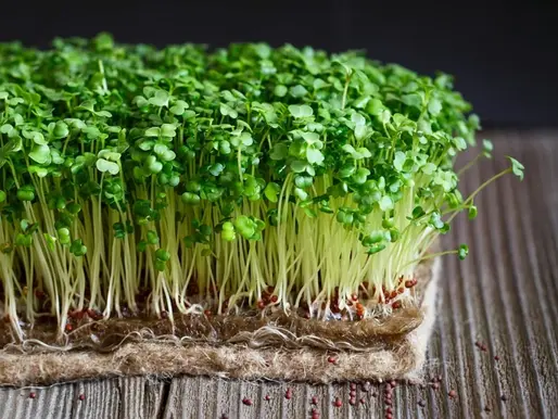broccoli microgreen