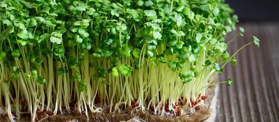 broccoli microgreen