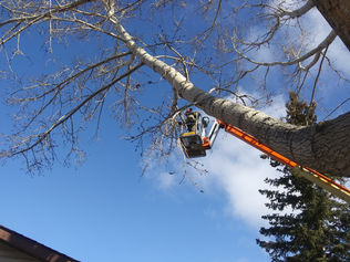 April 2019 tree pruning 013.jpg