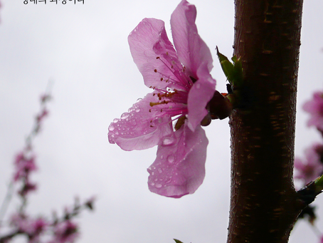 느헤미야 1장, 4월14일 수요일