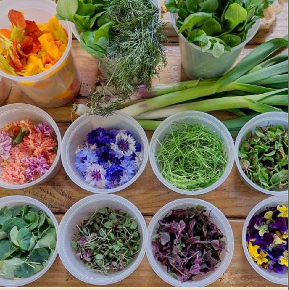 Fresh Local Ingredients