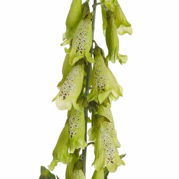 Thumbnail: Foxglove