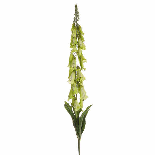Thumbnail: Foxglove