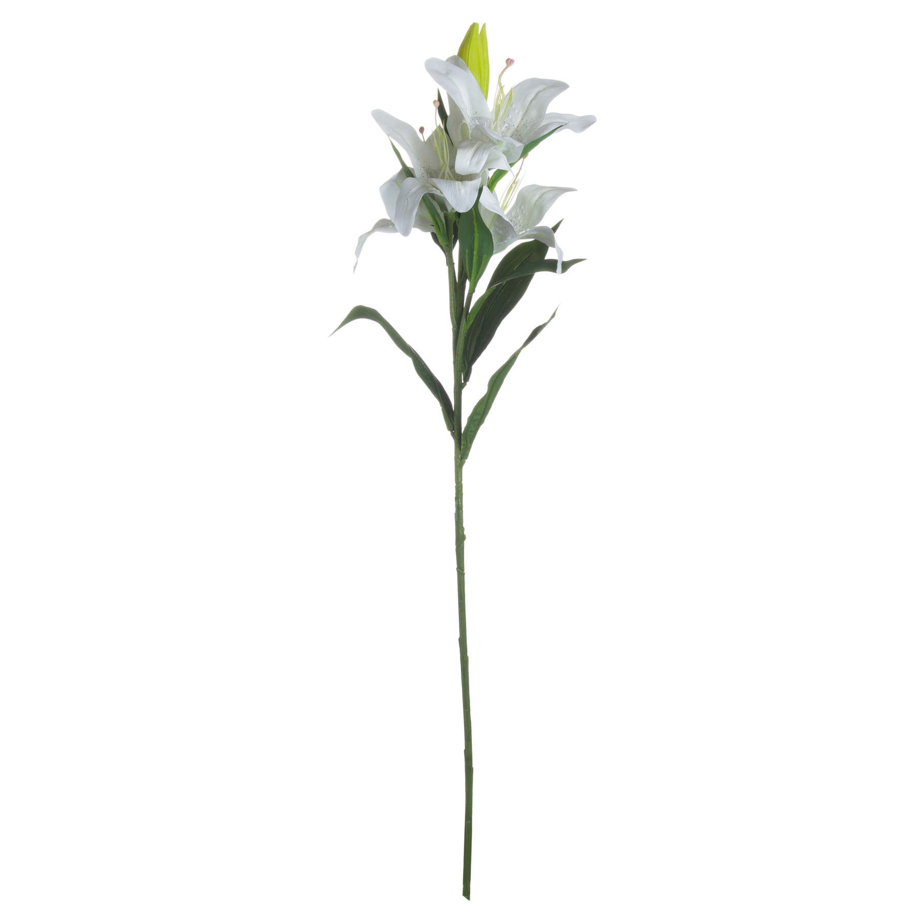 Lily