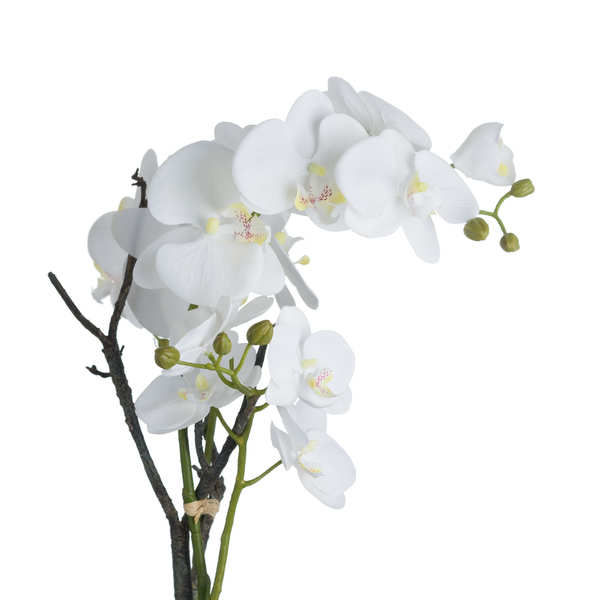 Thumbnail: White Orchid In Stone Pot