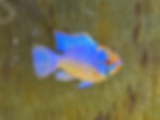 Electric Blue Rams