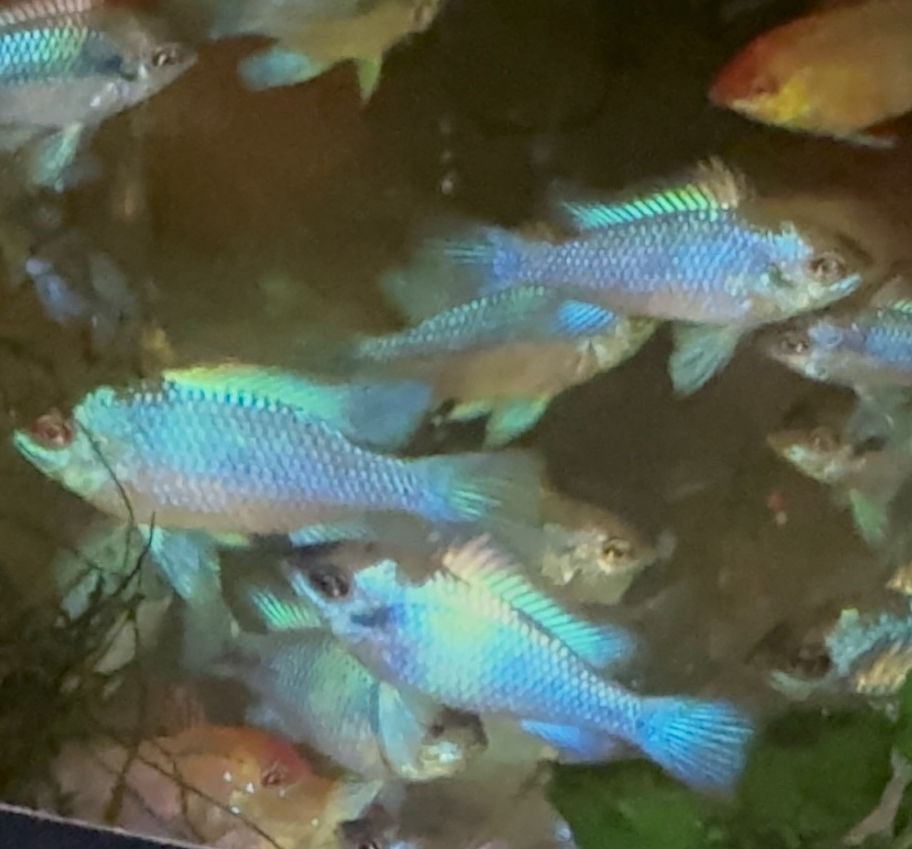 Blue Rams