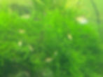 Java Moss