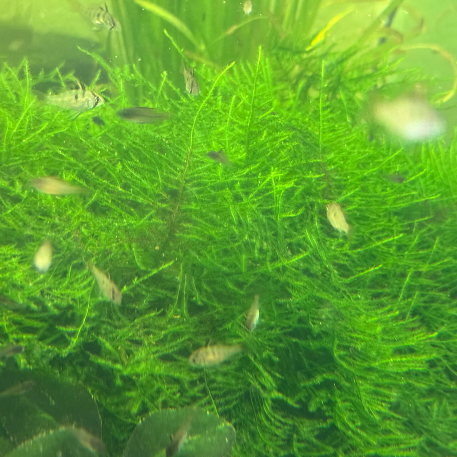 Java Moss