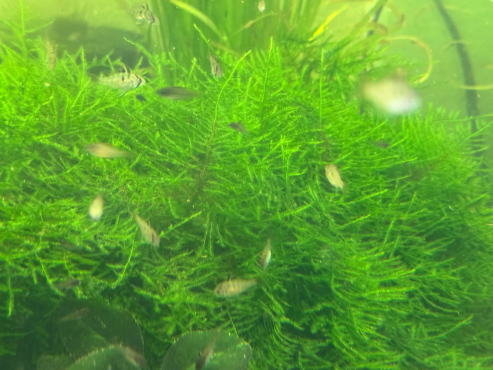 Java Moss