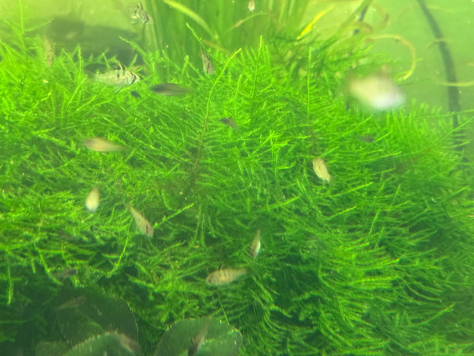 Java Moss