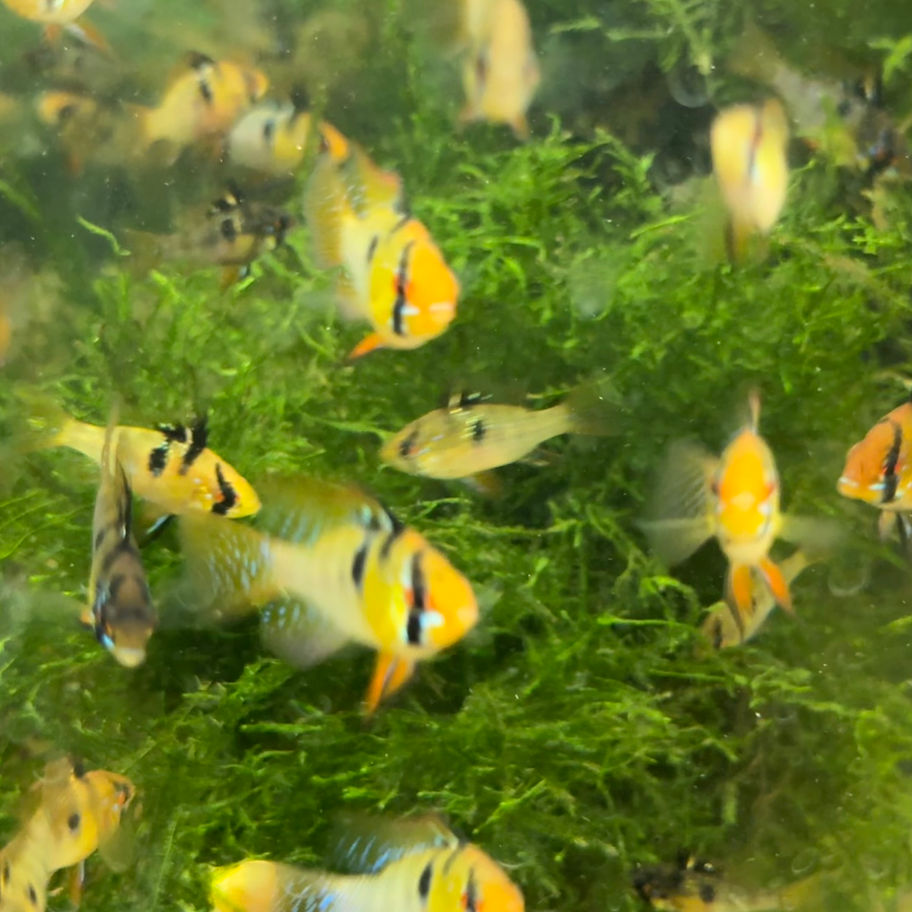 German Blue Ram
