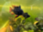 Black Rams