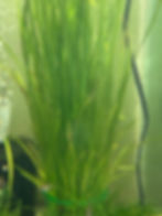 Vallisneria
