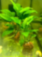 Anubias Coffeefolia