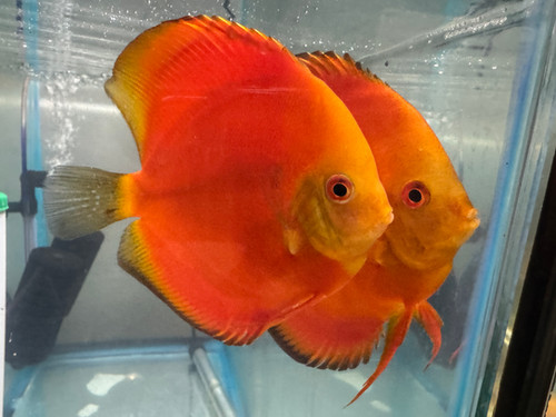 Discus Fish | My Fish House