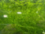 Guppy Grass