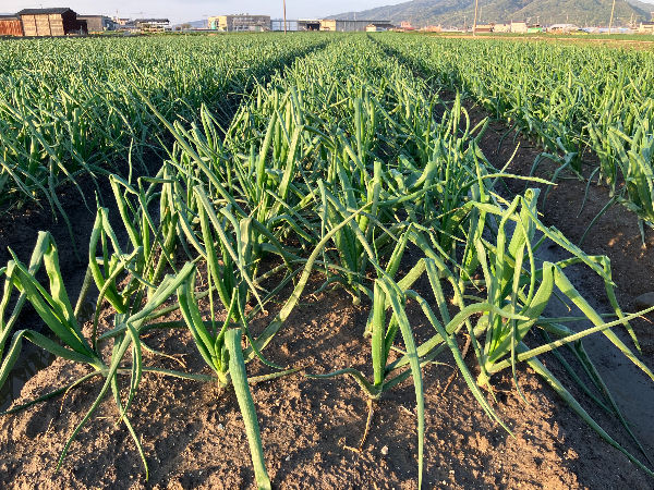 現在のターザンの畑の様子