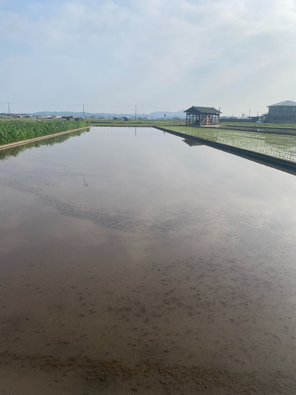 苗床になる予定の畑の水張りの様子