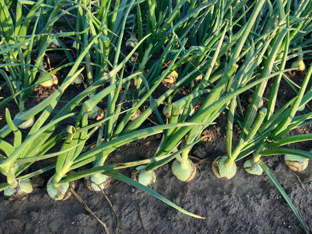 4月のお便り~予約受付が始まります~ #00024